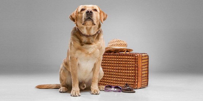 Où placer son chien quand on part en voyage ?