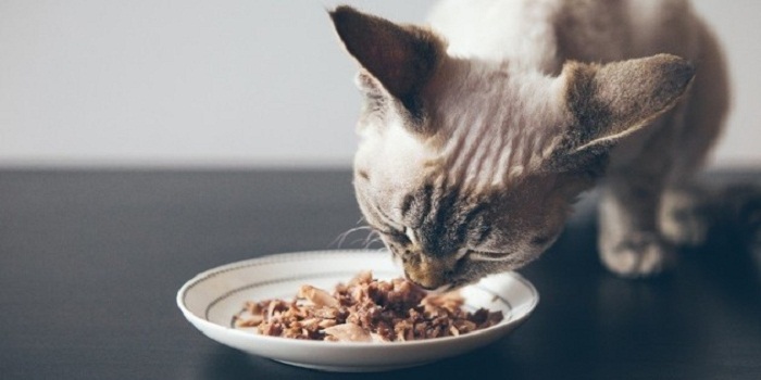 Quels aliments pour assurer une bonne santé à son chat ?